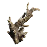 Fossilized Lightning